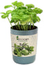 Ecocan, Busuioc, Organic