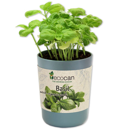 Ecocan, Busuioc, Organic