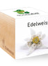 Ecocube, Floarea-de-colt