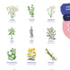 Semințe de plante medicinale - 12 varietăți polenizate deschis - tradiționale și benefice - Kit de semințe pentru începători