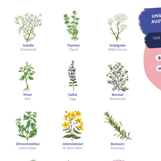 Grădina de Plante Medicinale – Kit de semințe cu 12 varietăți