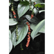 Piper Negru (Piper Nigrum) BIO